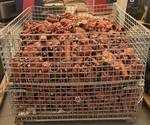 1,300 Victaulic Style 77 Red Ductile Iron Couplings 2" To 6" Pipe Fittings. Fixed Price $799.99.